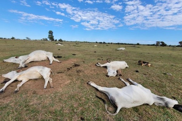 Hipotermia e falta de abrigo: o que explica a morte de mais de 80 bovinos durante onda de frio em MS