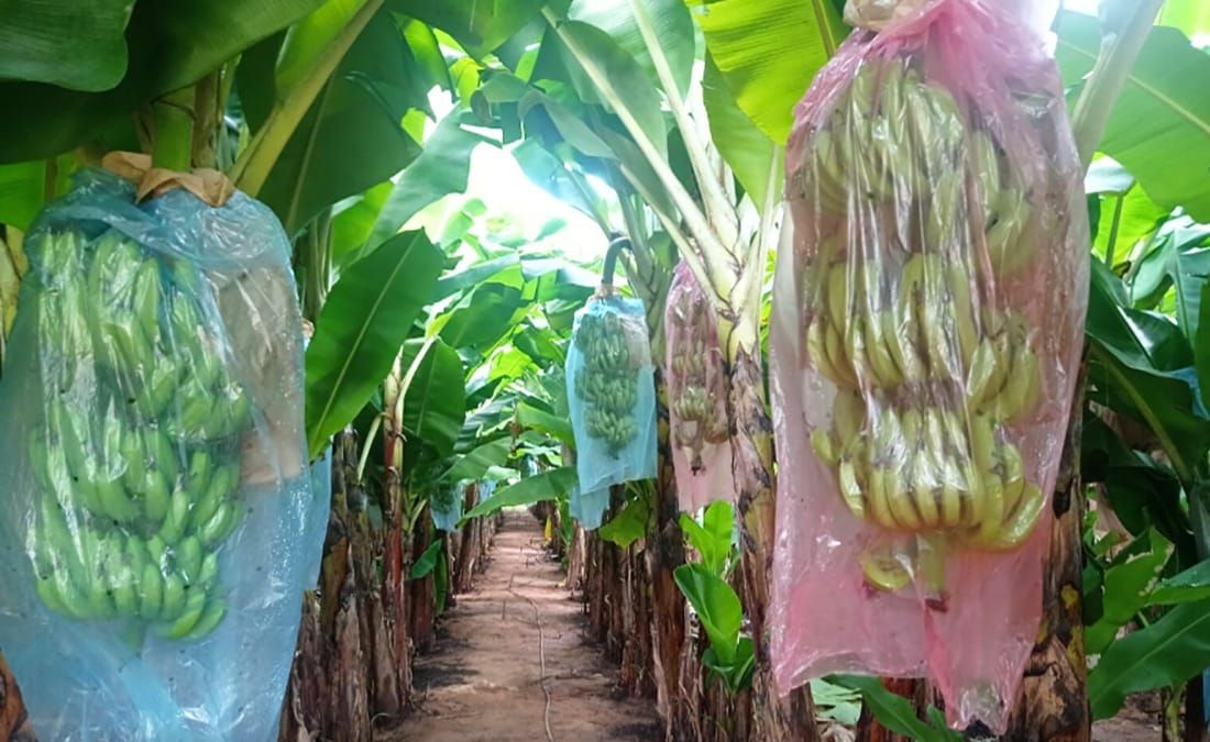 Governo de Mato Grosso lança edital de R$ 76,7 milhões para fortalecer agricultura familiar