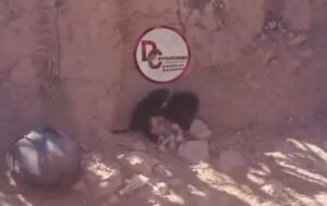 Crueldade em Vera: filhotes são abandonados em buraco e salvos por morador indignado; Vídeo