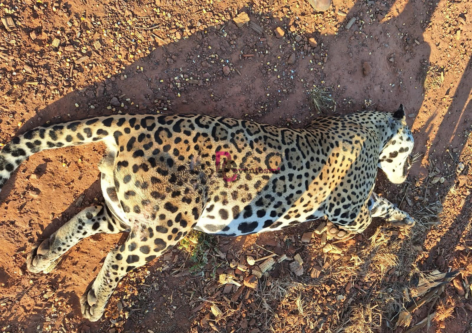 Onça-pintada morre após atropelamento na MT-225, nas proximidades do Texano’s Auto Posto