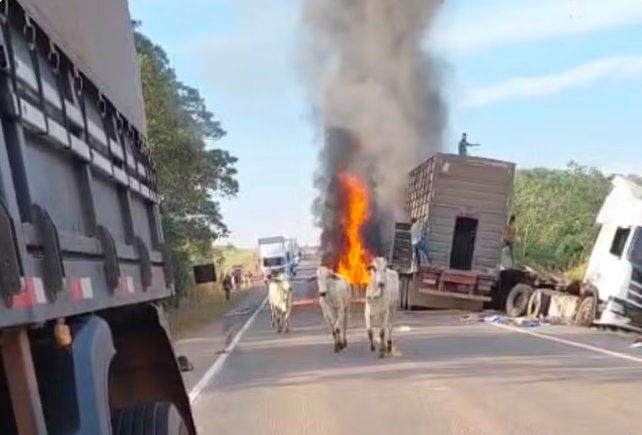 Vídeo: Acidente entre carretas espalha gado pela BR-364 e deixa três feridos