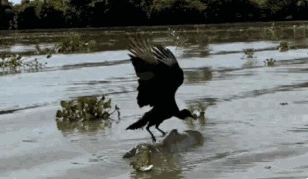 VÍDEO: Turistas flagram urubu tentando se equilibrar sobre jacaré morto no Pantanal de MT