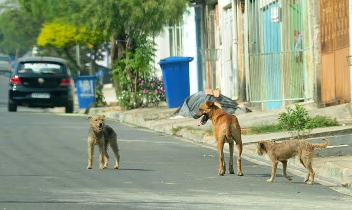 Animais soltos nas ruas: de quem é a responsabilidade? Lei estabelece deveres para tutores e também cobra políticas do poder público