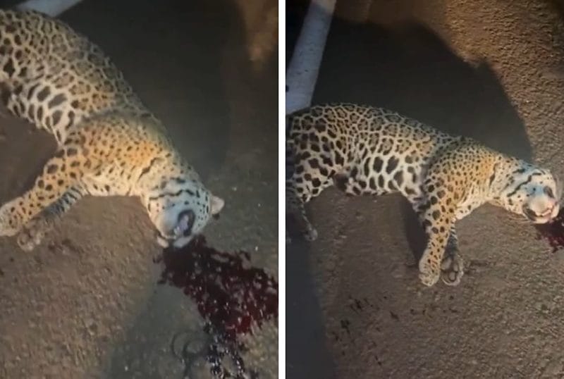 Onça-pintada morre após ser atropelada na MT-358; Vídeo