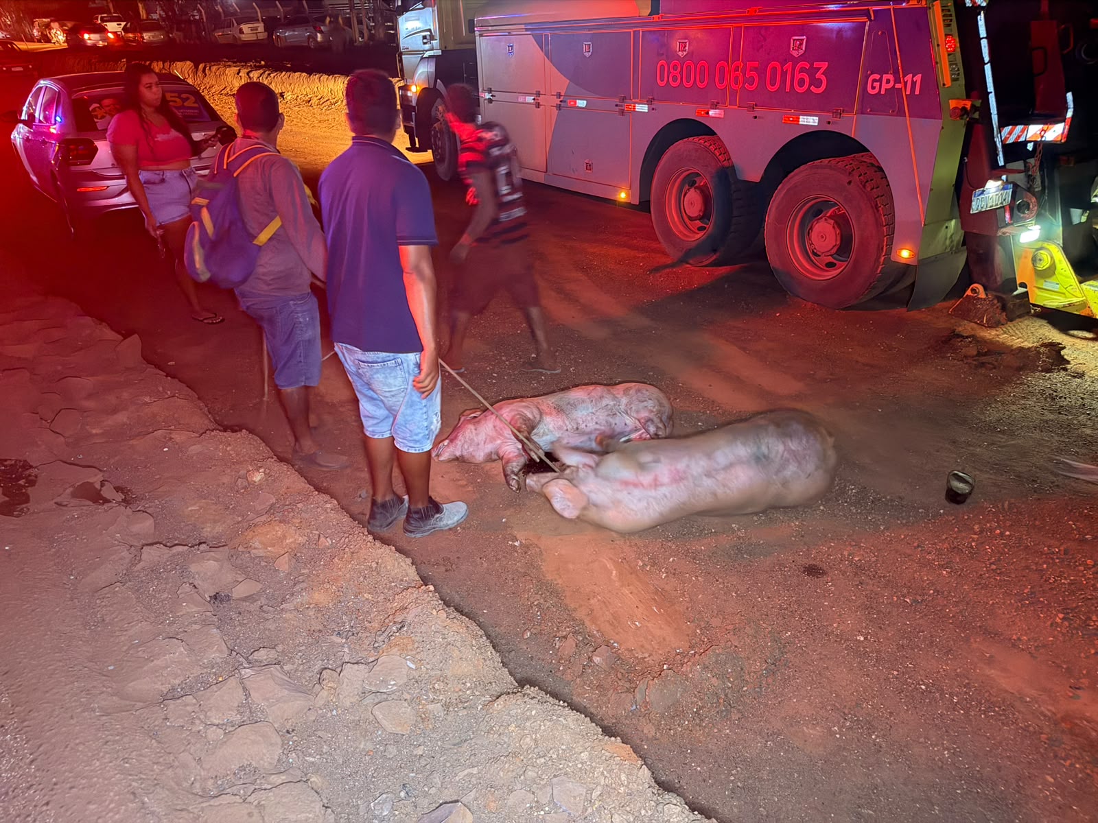 Vídeo: Multidão saqueia carga de porcos após carreta tombar na BR-070 em Várzea Grande