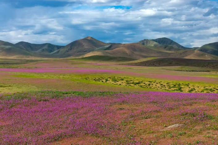 Entre os lugares mais áridos da Terra, Deserto do Atacama floresce após chuvas intensas provocadas pelo El Niño