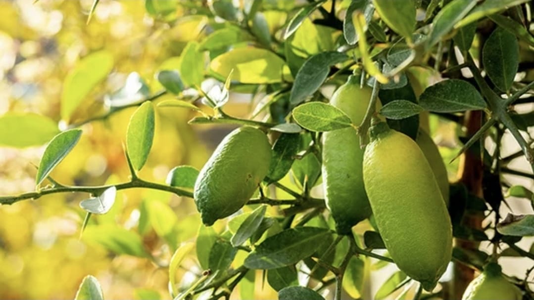 A árvore que produz uma das frutas cítricas mais caras do mundo: como cultivá-la em casa e colher “caviar” de um vaso