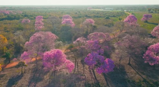 Florada de ipês colore o Pantanal durante clima de deserto em MT