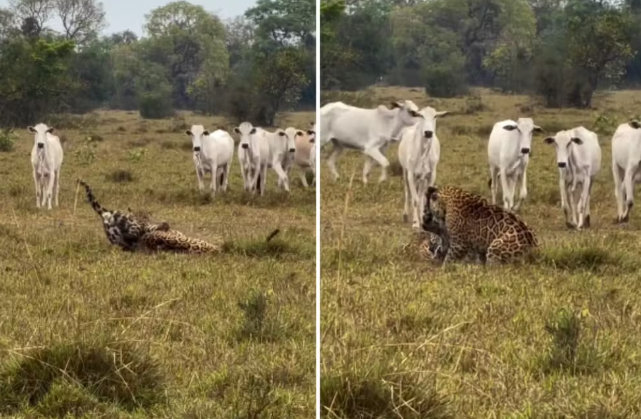 ‘UFC do Pantanal’: onças-pintadas brigam por território com gado de plateia; veja vídeo