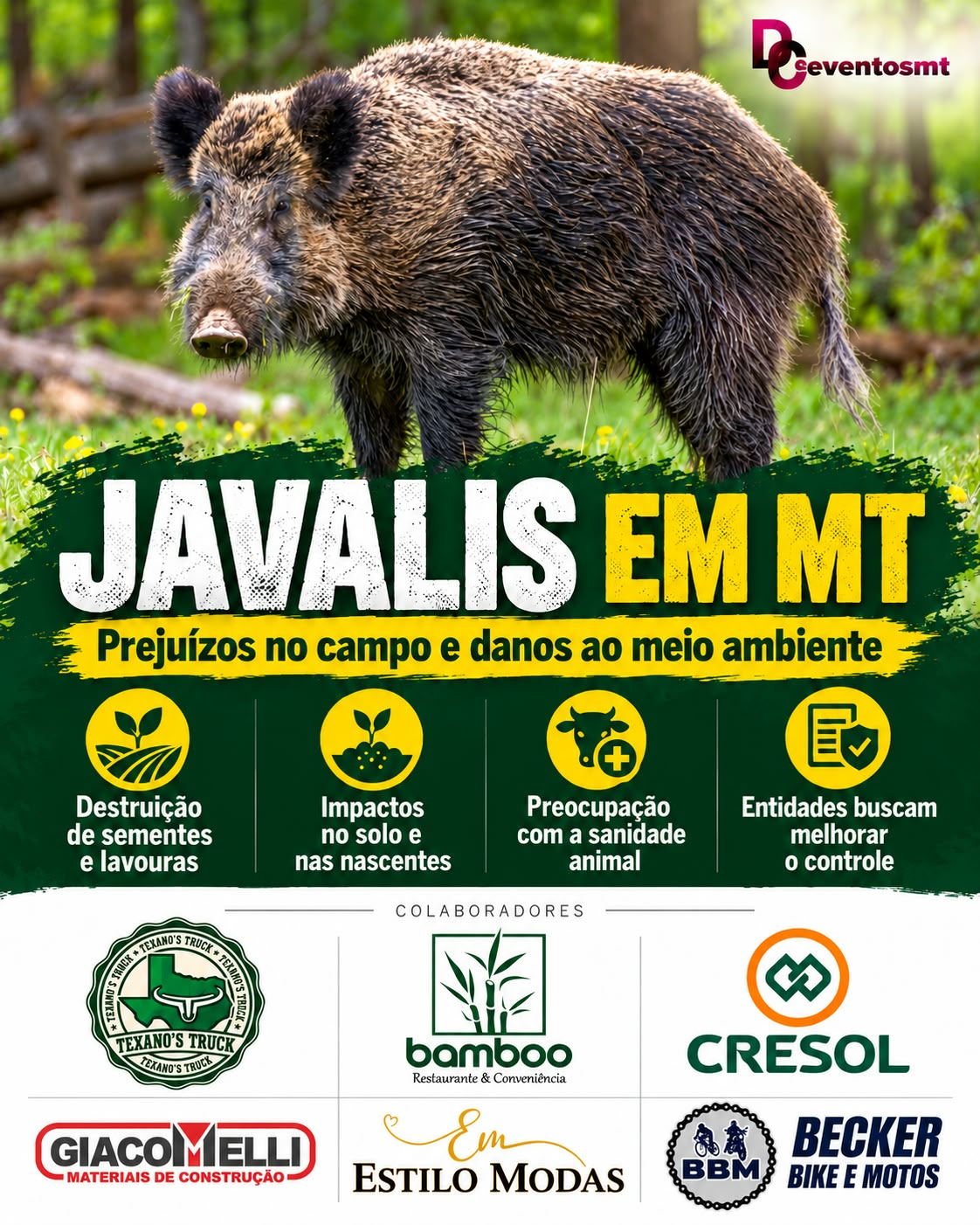 Javalis provocam prejuízos nas lavouras e danos ambientais em MT; entidades buscam melhorar o controle